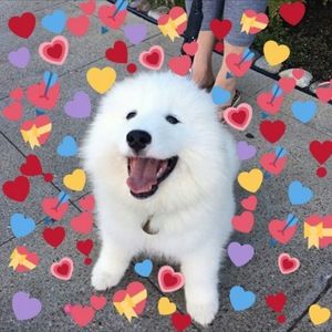 Meet your Posher, Kami